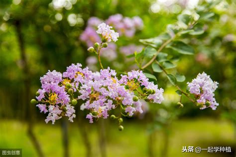 紫薇花种植|紫薇花的养殖方法